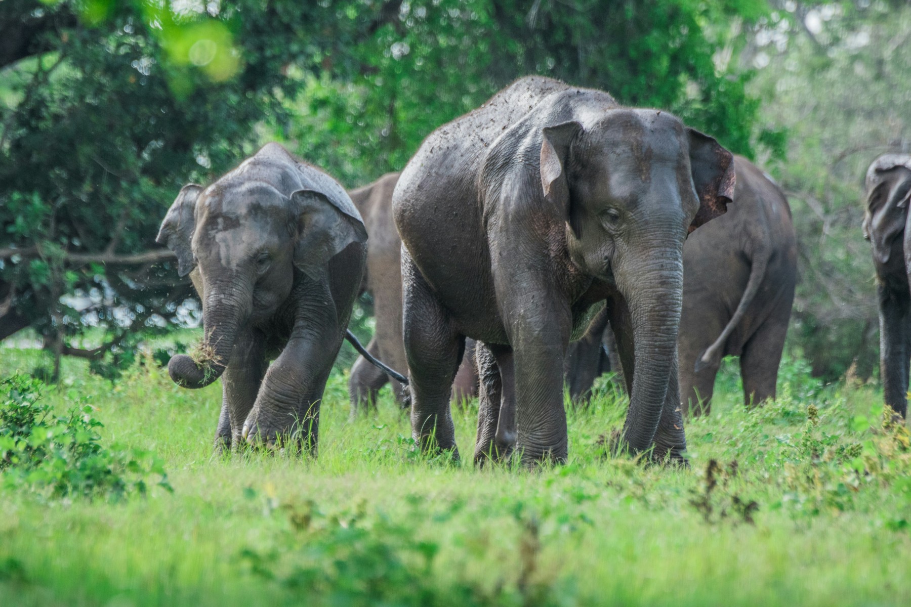 Sigiriya Lion Rock and Nature Safari Full Day Tour From Colombo