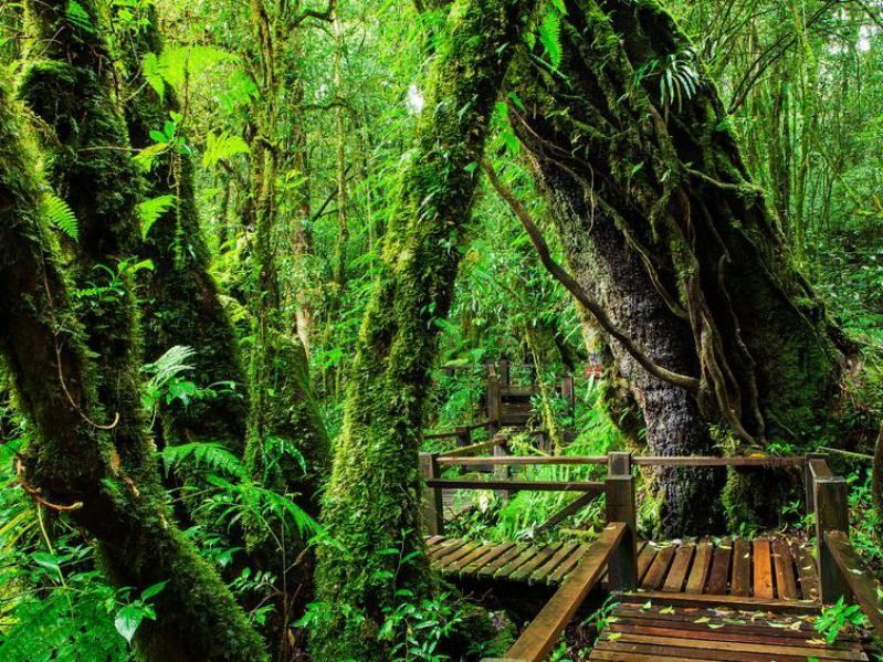 Double National Trail at Doi Inthanon National Park: Two Trekking Adventures in One Day at the Roof of Thailand