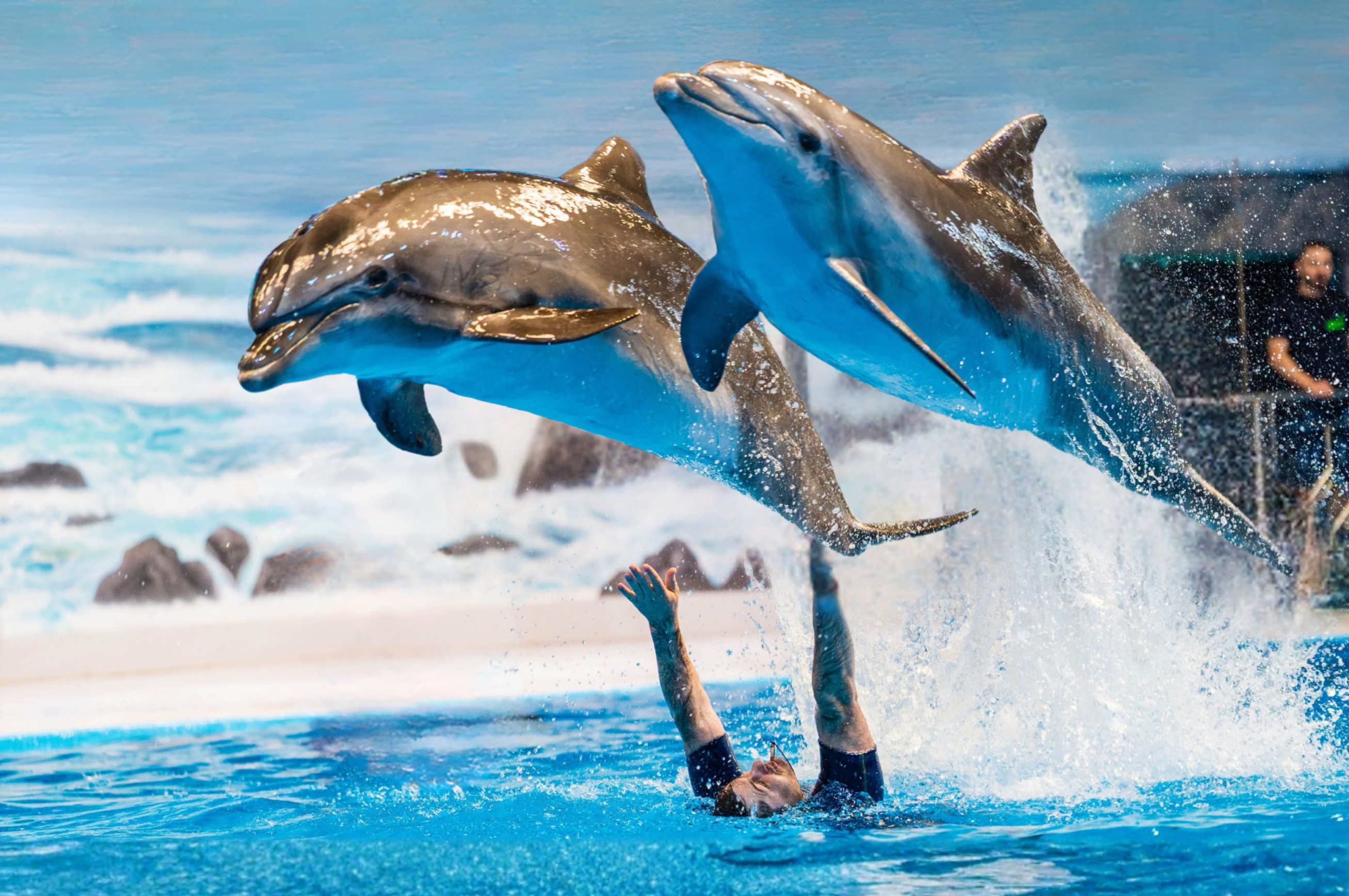 Dubai Dolphinarium Dolphin Show with Transfer