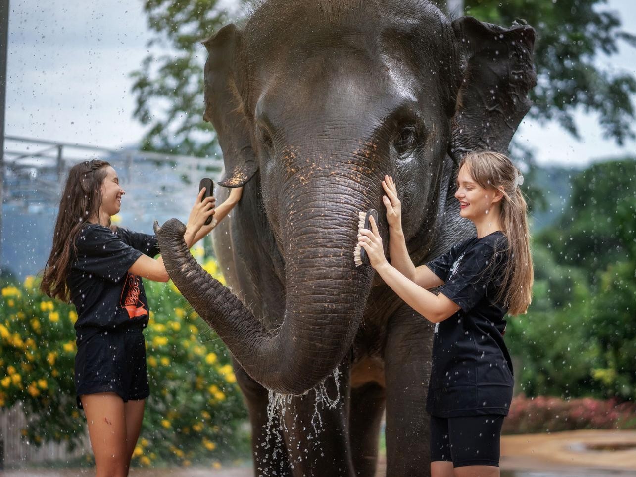 Elephant Bathing with Elephants in Jungle Pool for 30 Mins