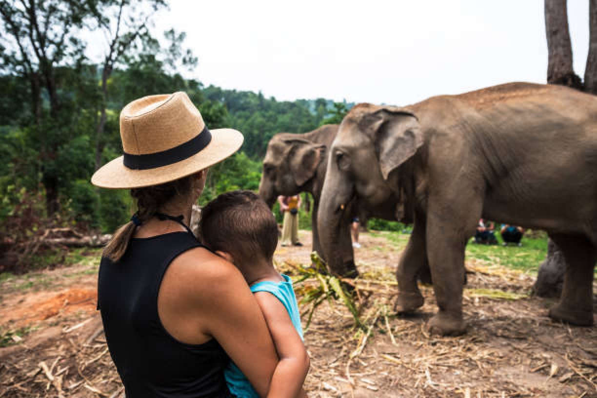 Elephant care Half day tour