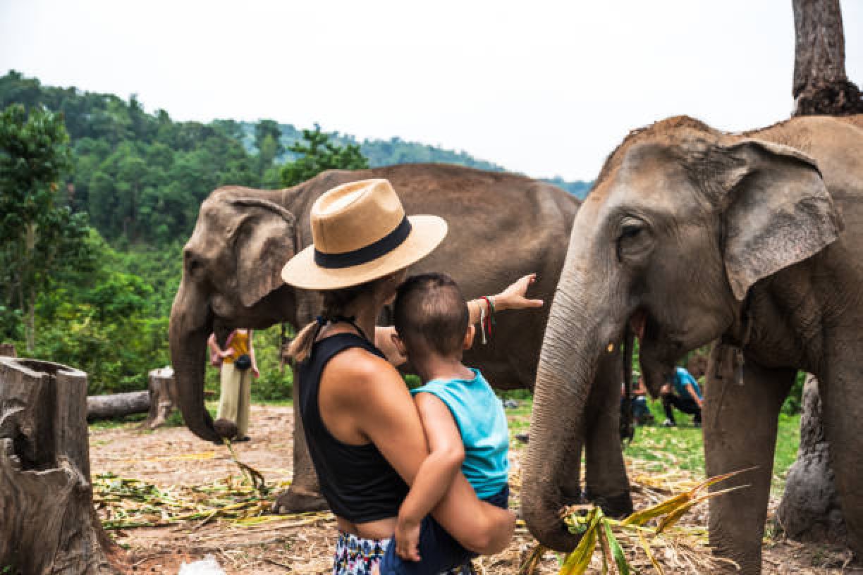 Elephant Jungle Sanctuary Half Day Tour