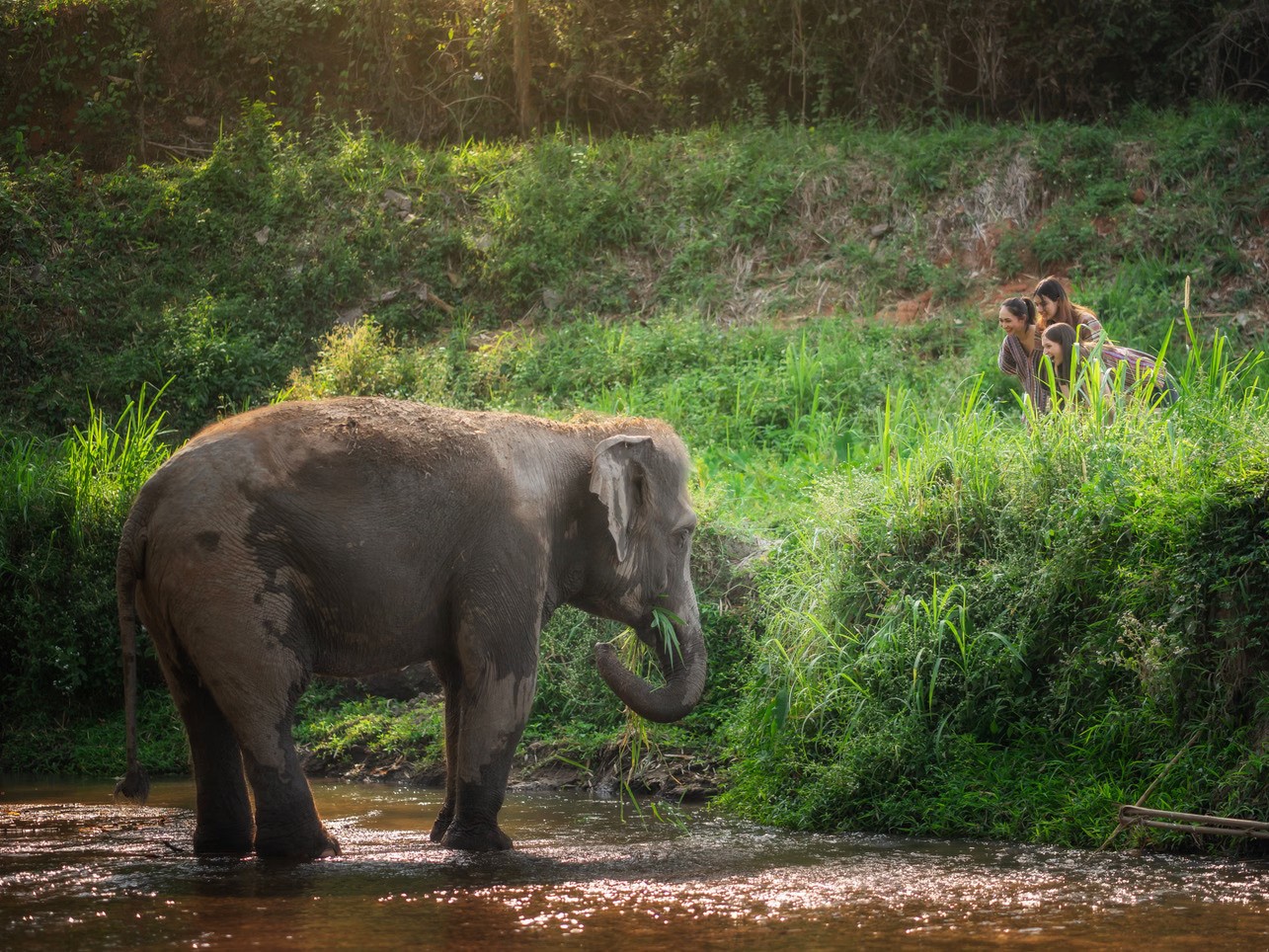 Elephant Safari Tour One Day
