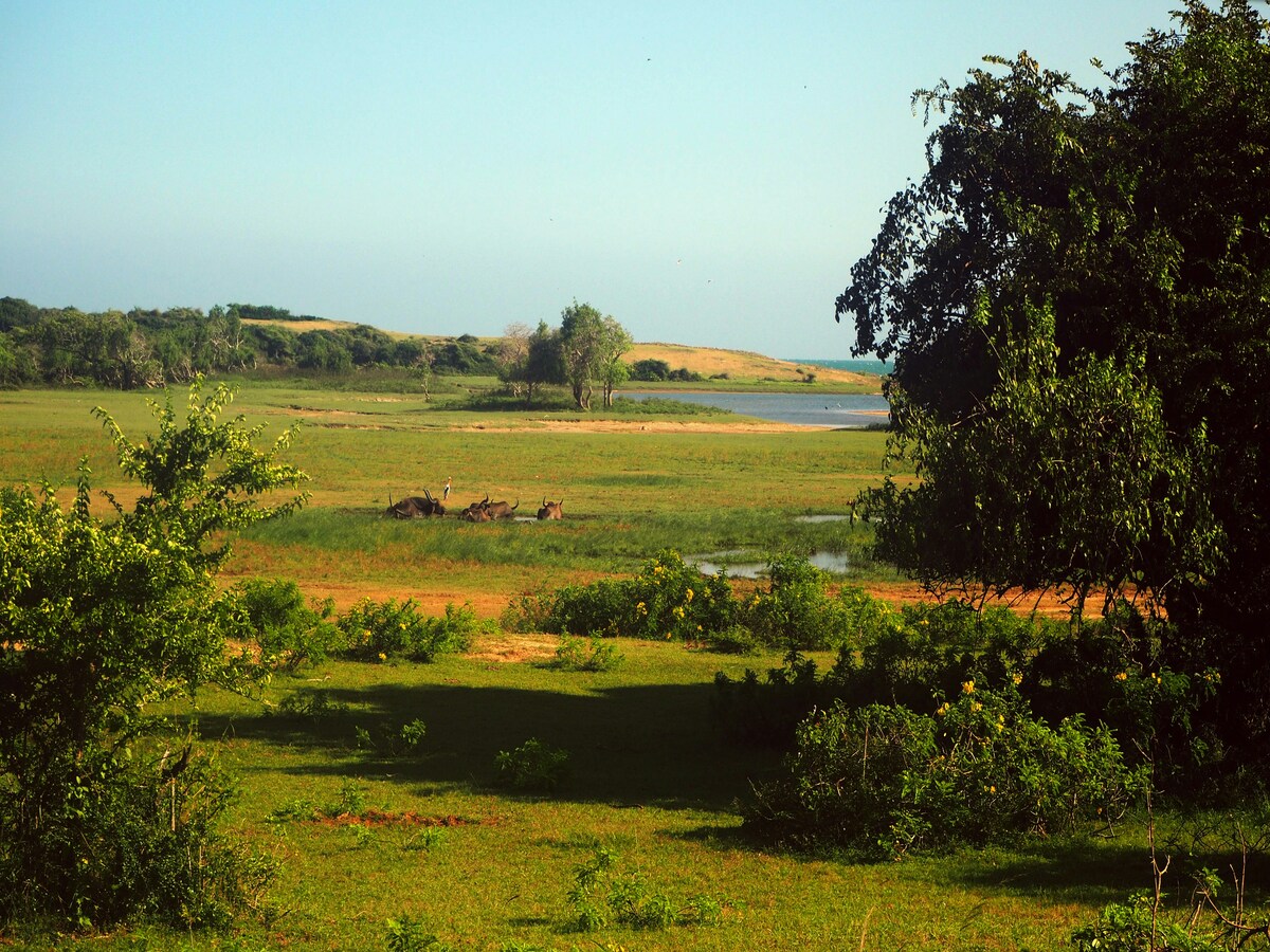 Ella to Yala with Transfer - Ending from Yala