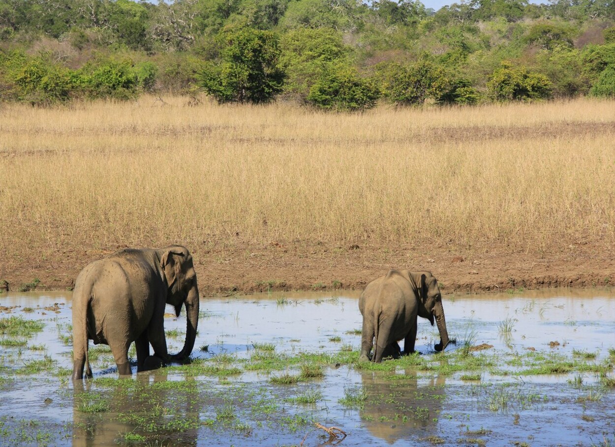 Galle to Yala National Park Day Tour with Transfer