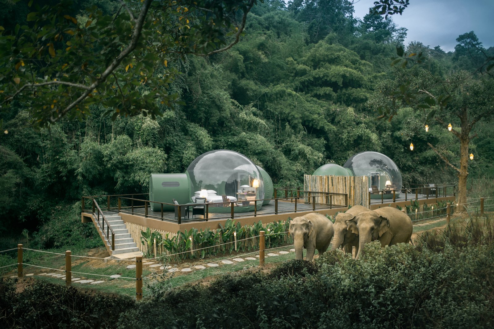 One Day Elephant Safari in Chiang Rai without Transfer