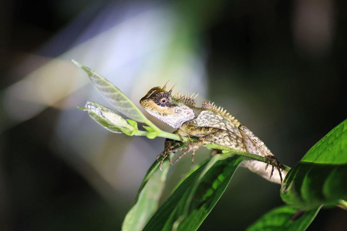 Half Day Jungle Trek and Night Safari with Bamboo Cooking