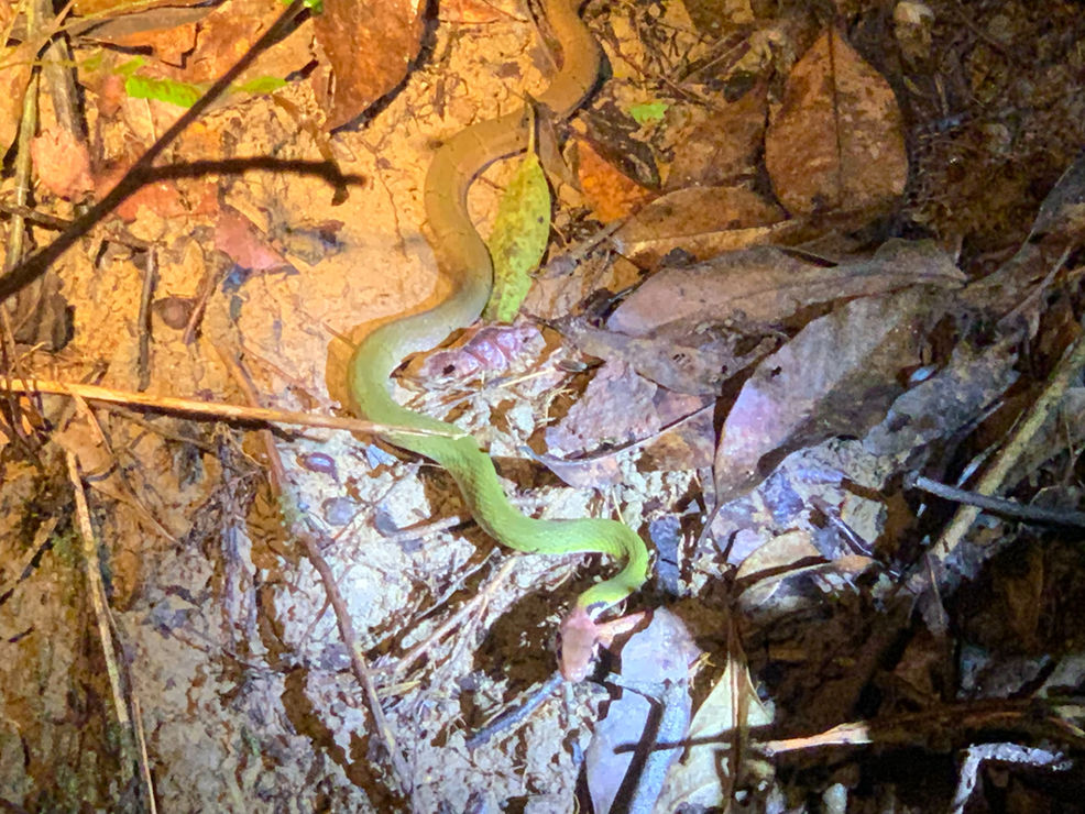 Half Day Jungle Trek and Night Safari with Bamboo Cooking