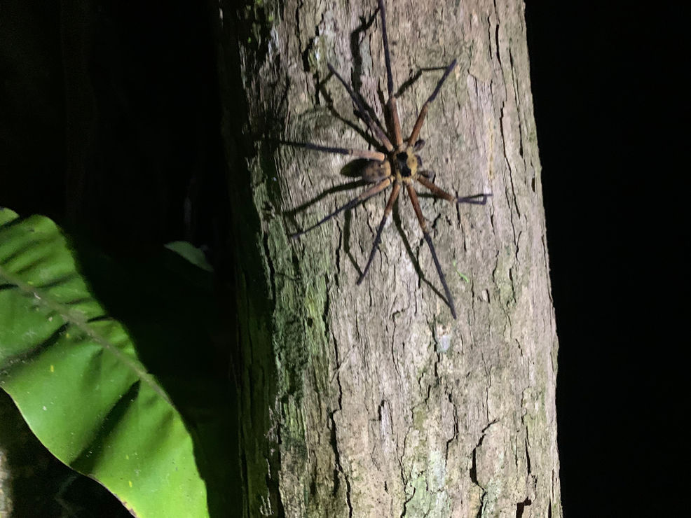 Half Day Jungle Trek and Night Safari with Bamboo Cooking
