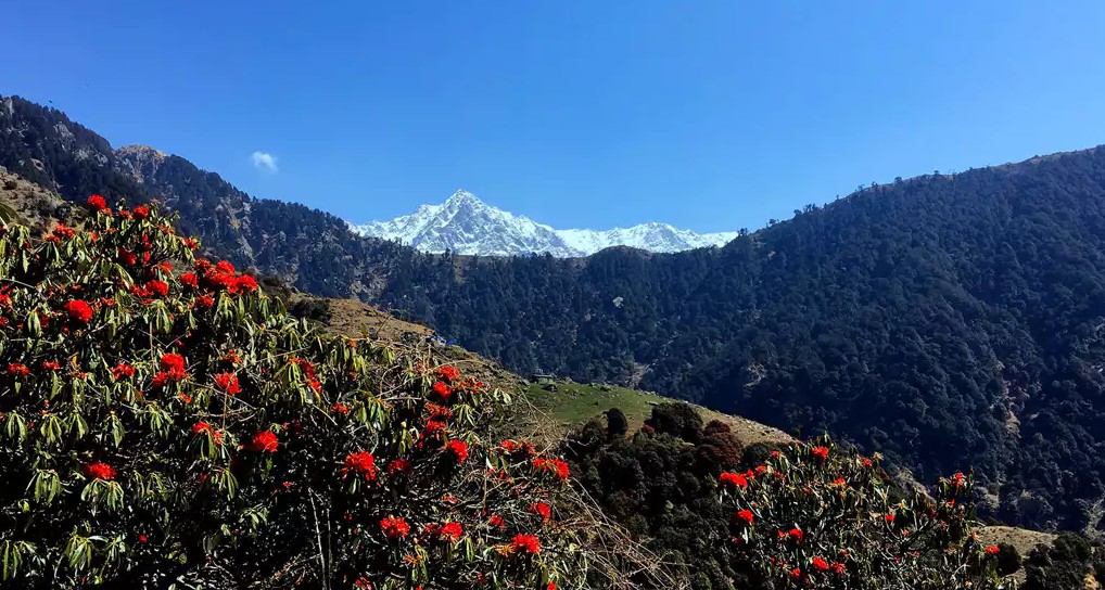 Hiking Day Tour to Triund from Dharamshala