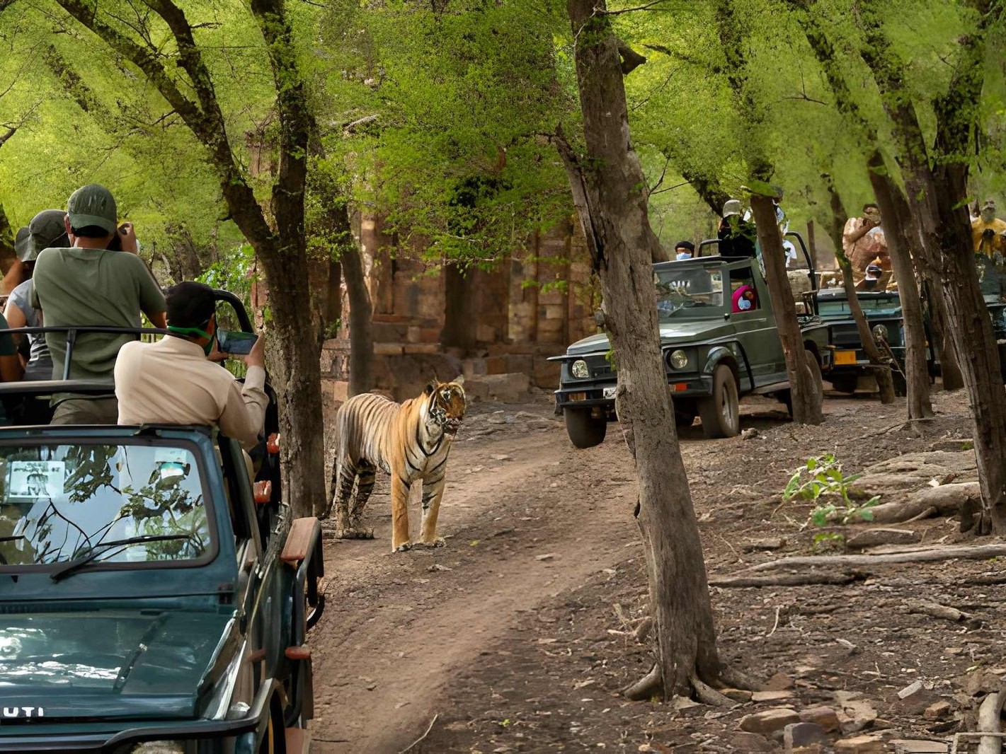 Jeep Safari Experience at Ranthambore National Park from Jaipur