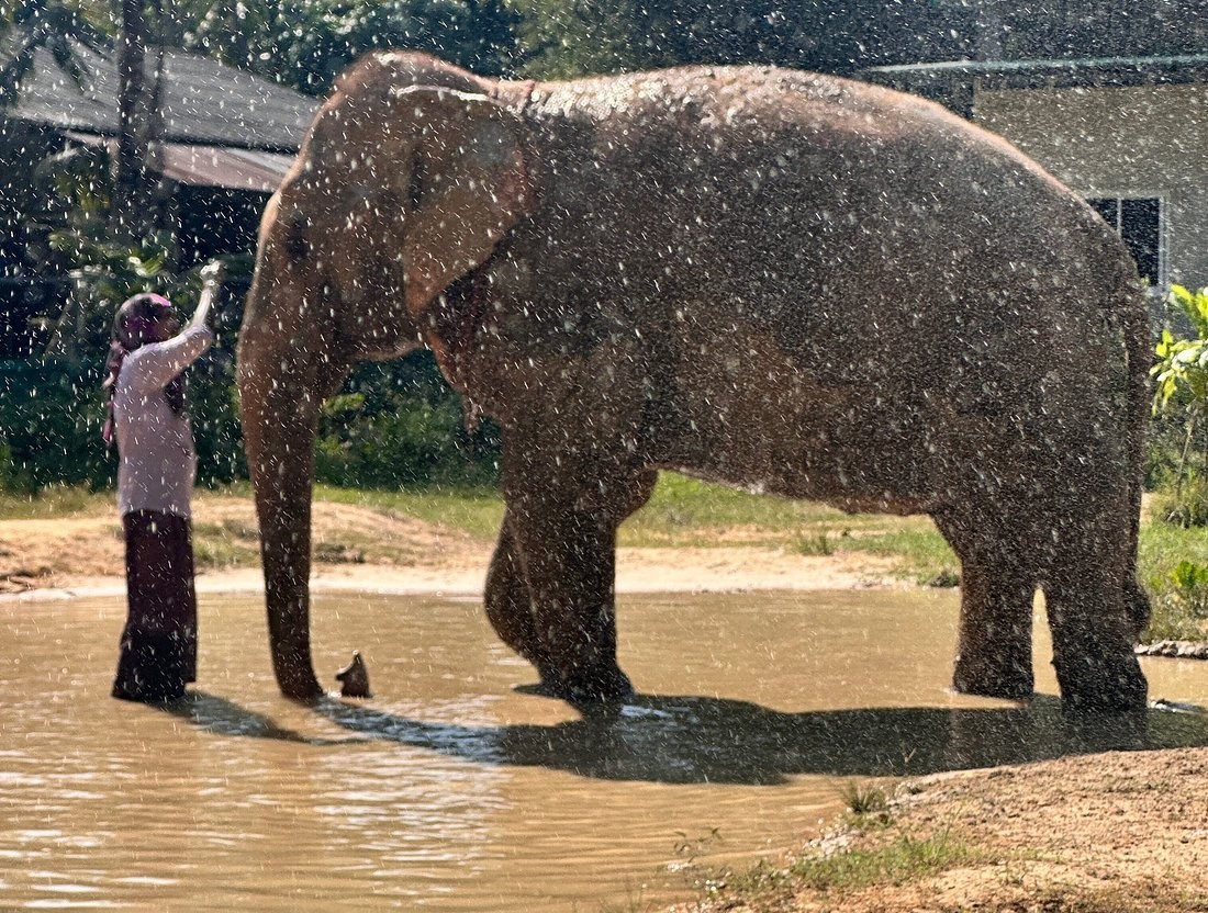Kapong Tubing Nature One Day Tour: Elephant Bathing & Tubing from Khao Lak (Min 4 Pax)
