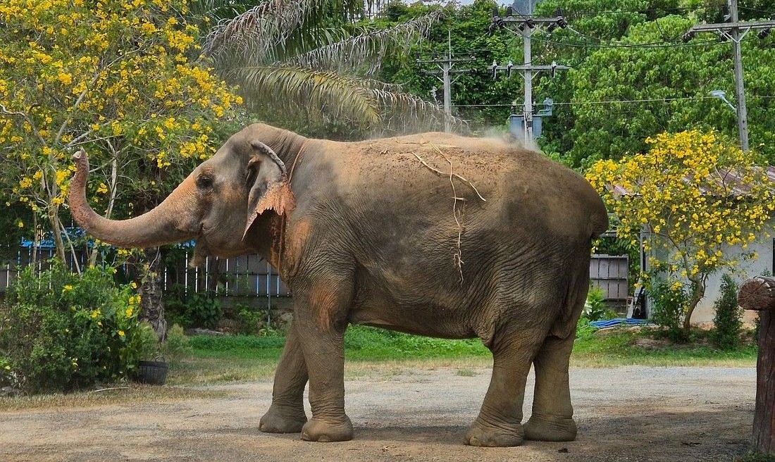 Kapong Tubing Nature One Day Tour: Elephant Bathing & Tubing from Khao Lak (Min 4 Pax)