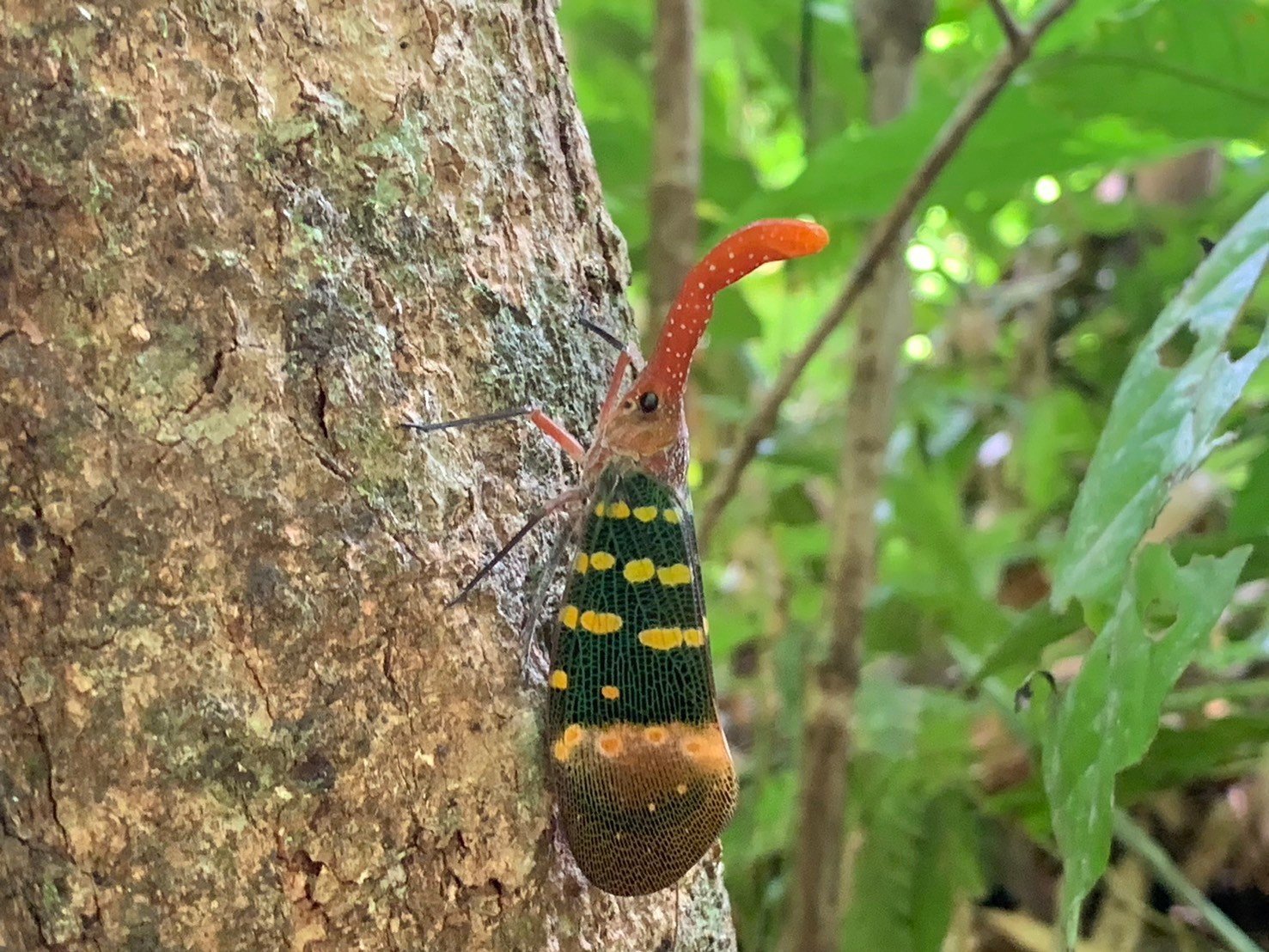 Khao Sok Adventurous Full Day Jungle Trek