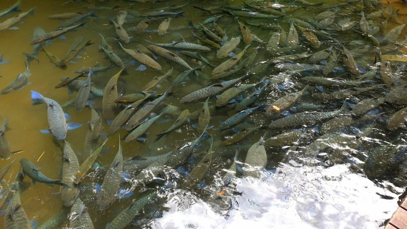 Maehongson Half-day Tour: Fish Cave - Mud Spa - Bamboo Bridge