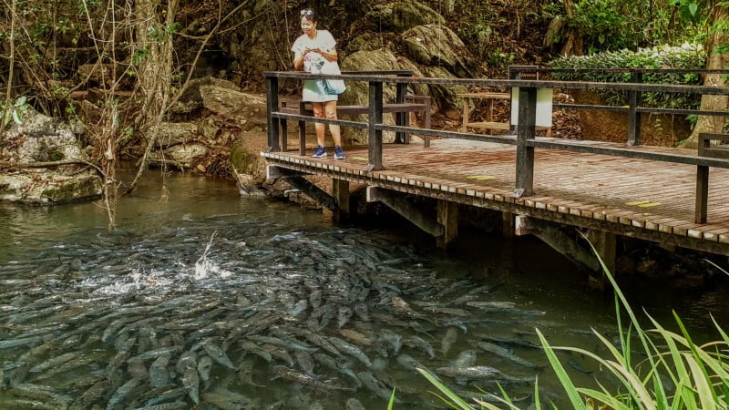 Maehongson Half-day Tour: Fish Cave - Mud Spa - Bamboo Bridge