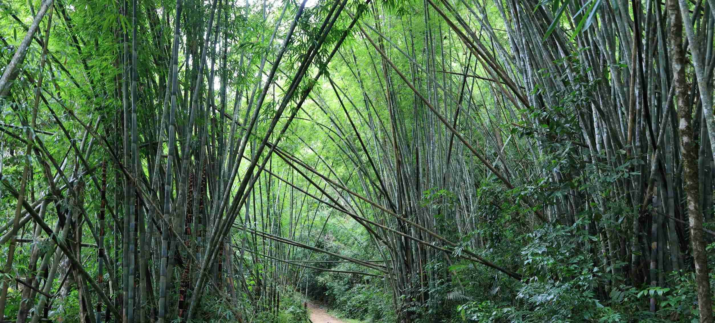 Night Safari Adventure & Hiking Tour in Khao Sok