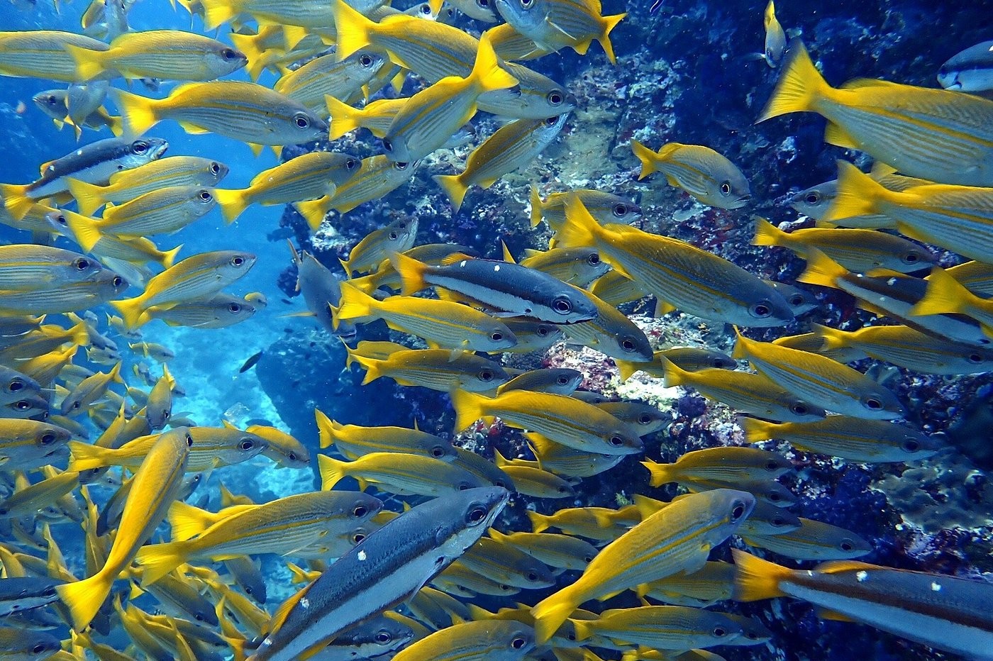 One Day Trip with 2 Dives to the Similan Islands on MC Sundancer