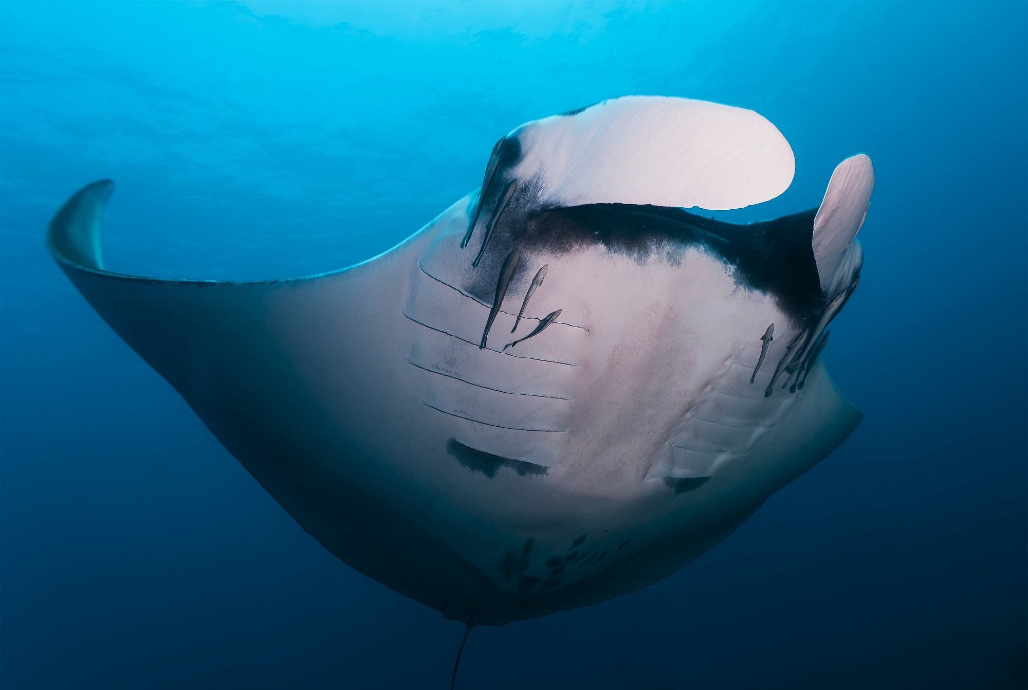 One One Day Trip with 3 Dives to the Similan Islands on MC Sundancer