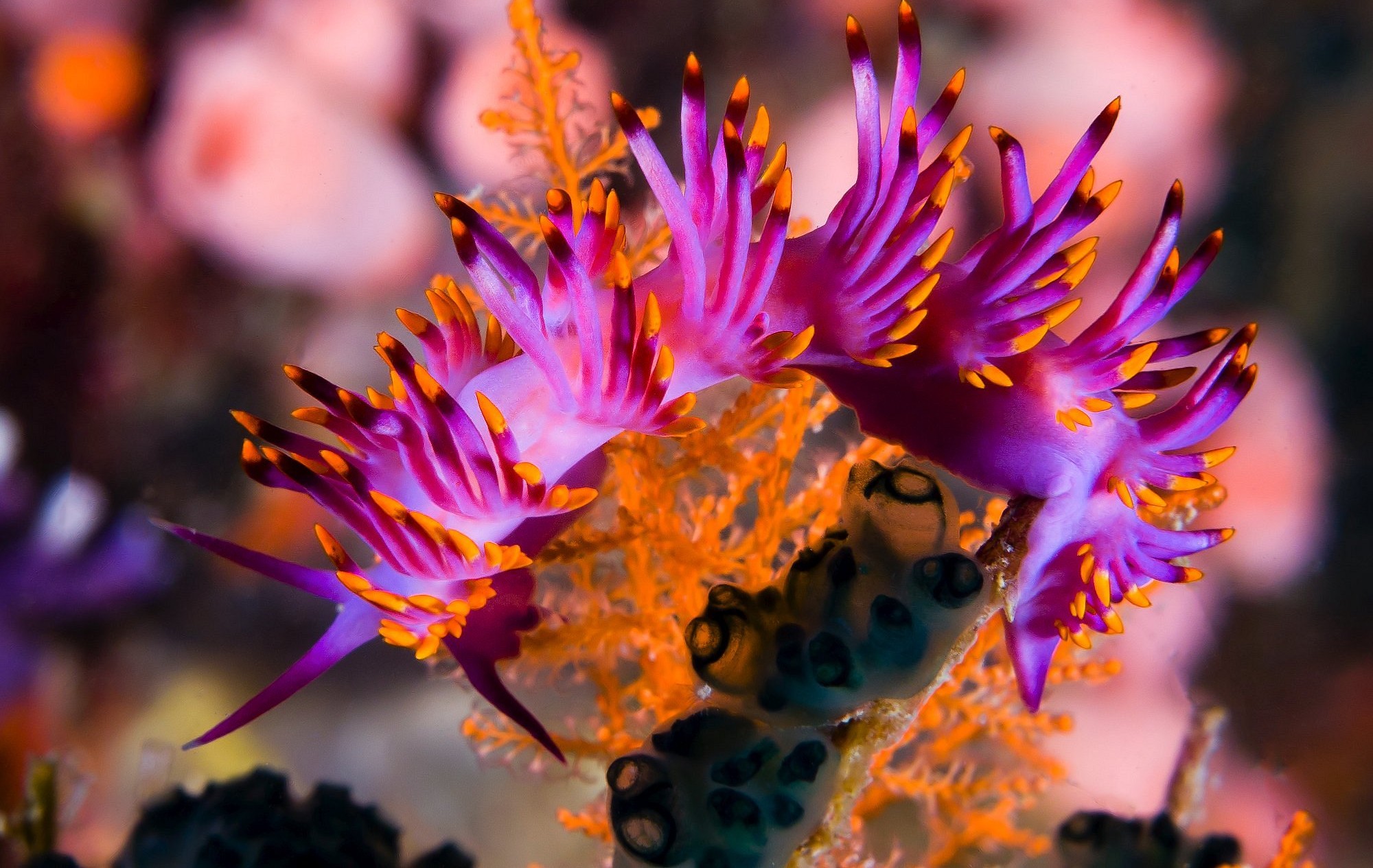 One One Day Trip with 3 Dives to the Similan Islands on MC Sundancer