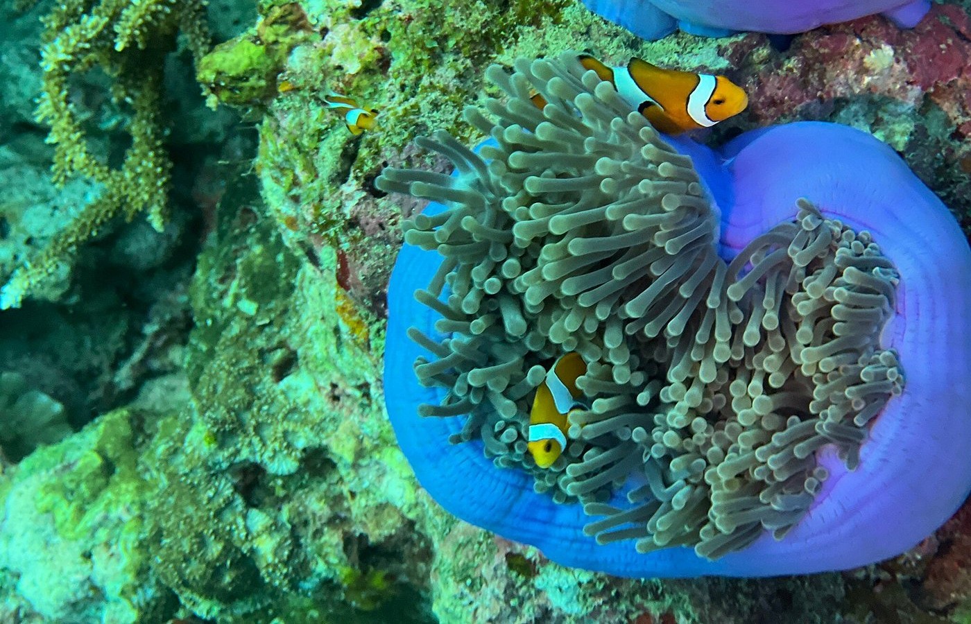 One One Day Trip with 3 Dives to the Similan Islands on MC Sundancer