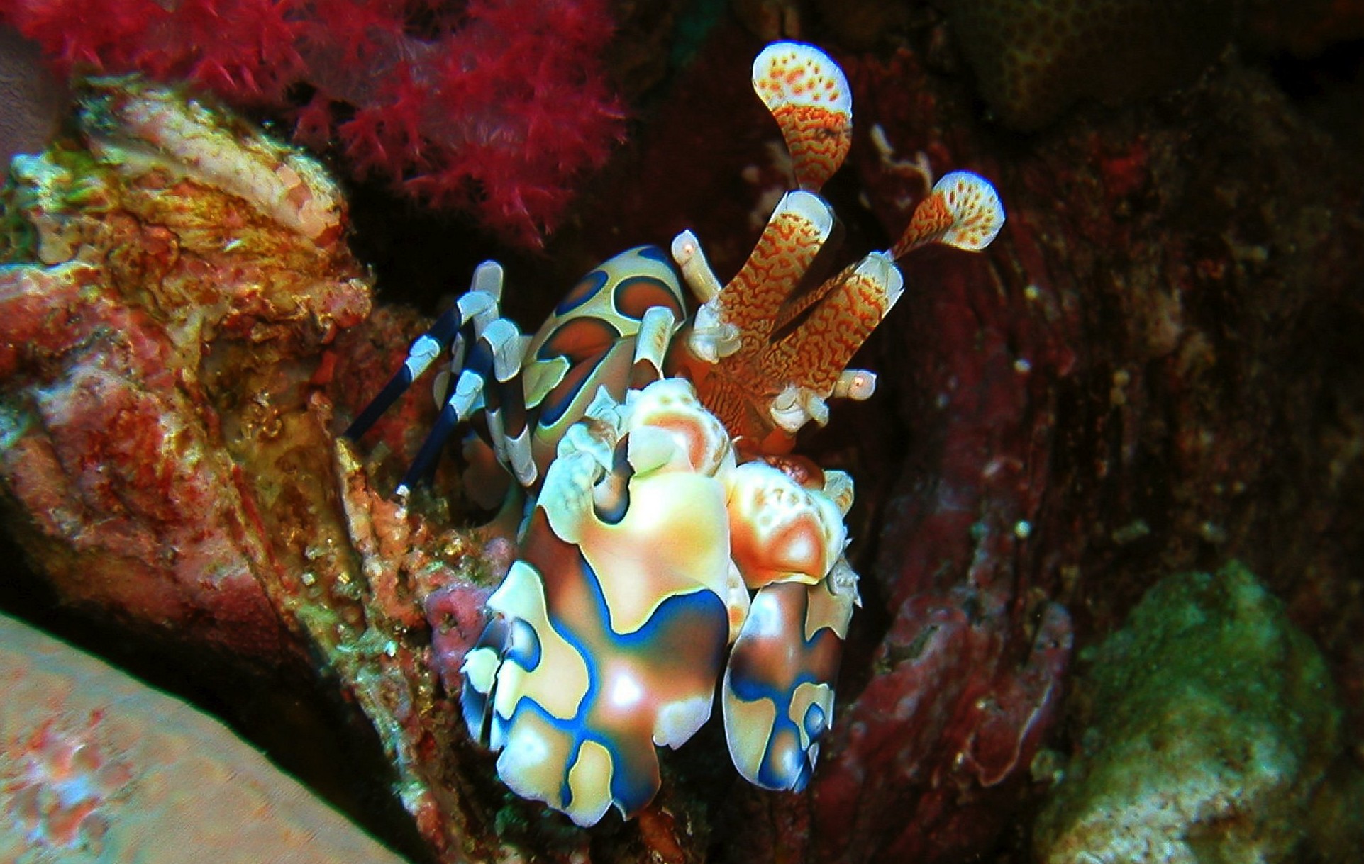 One One Day Trip with 3 Dives to the Similan Islands on MC Sundancer