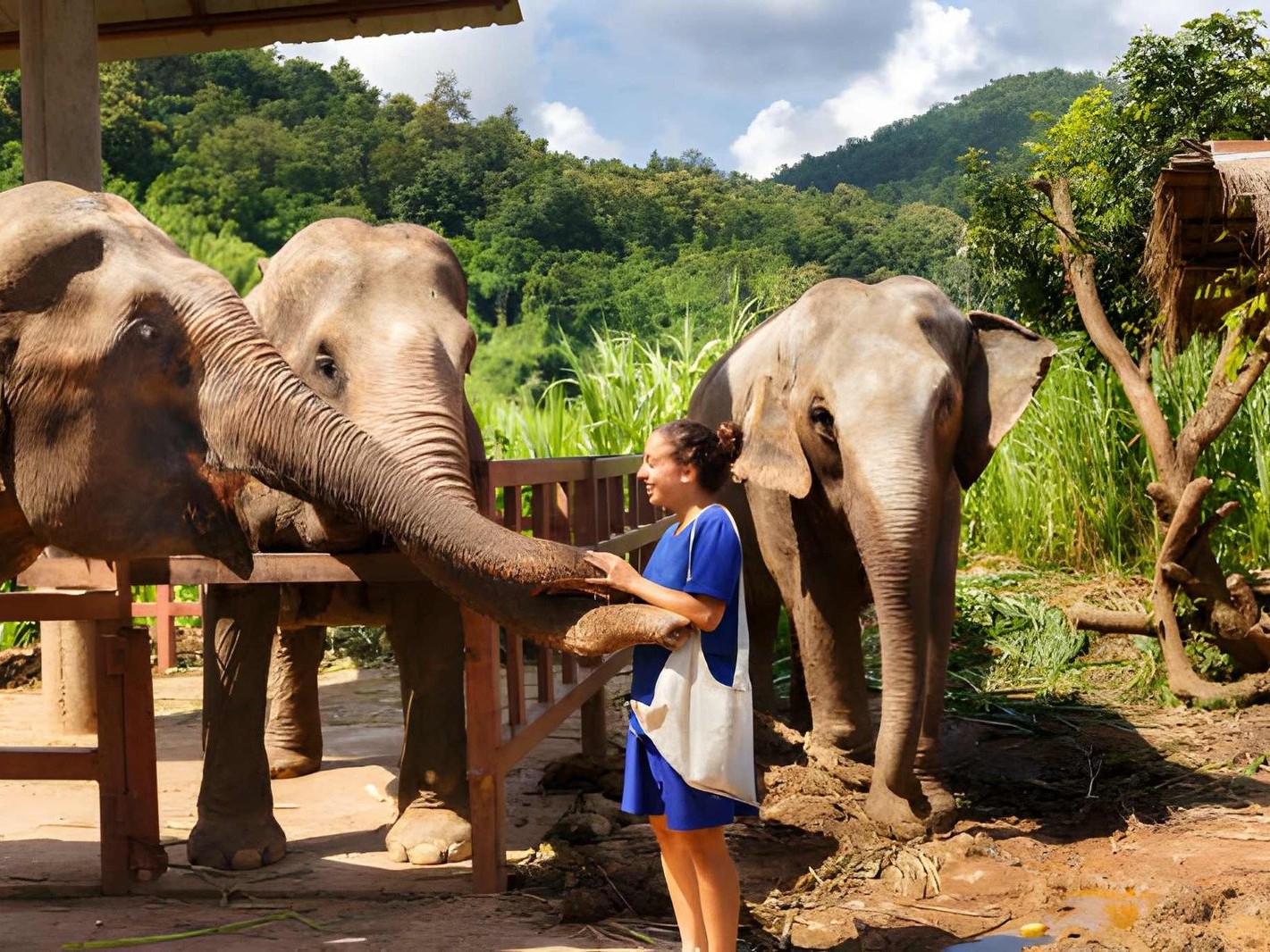 Overnight Visit Elephant Jungle Sanctuary