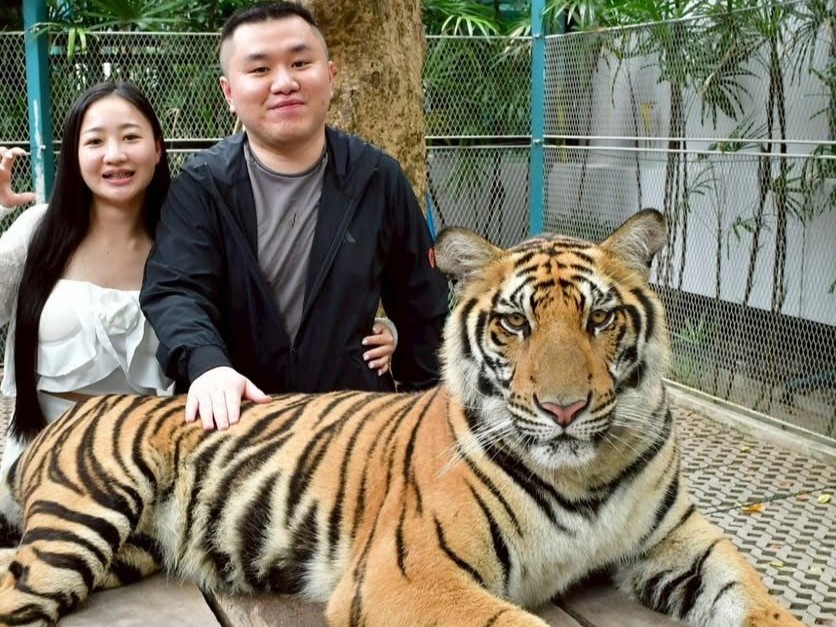 Pattaya Tiger Park Admission Ticket with Forest Safari