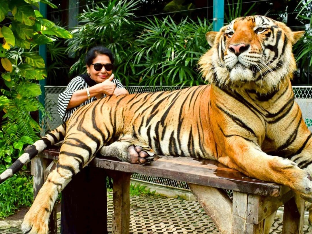 Pattaya Tiger Park Play Package with Walk around the Park