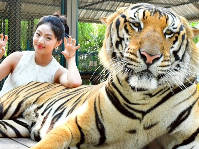 Pattaya Tiger Park Play Package with Forest Safari