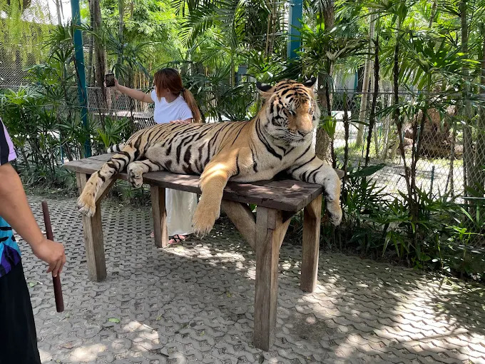 Pattaya Tiger Park Play Package with Photographs and Short Video Clips