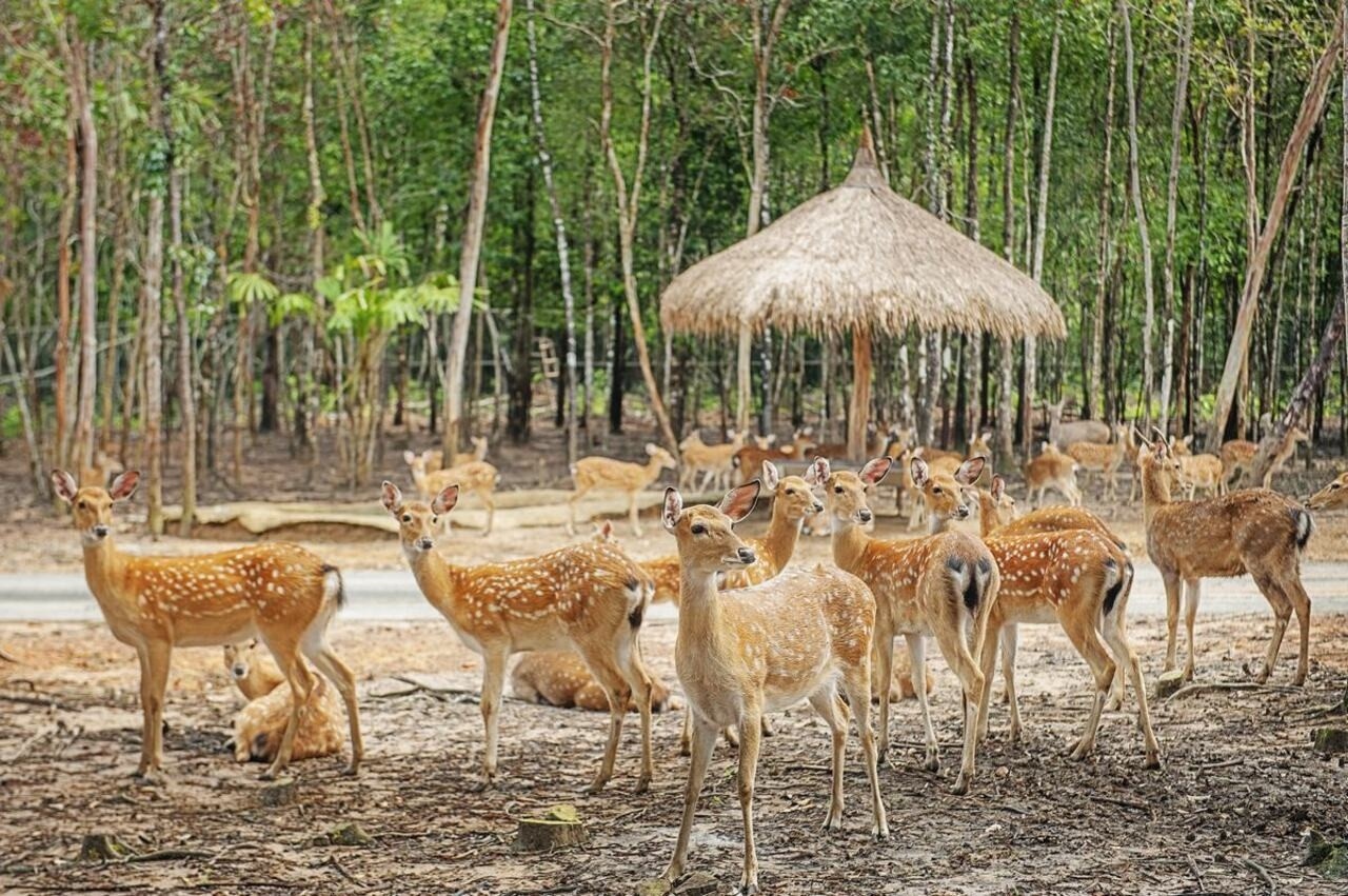 Phu Quoc Beach Paradise 4D3N