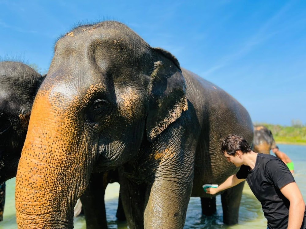 Phuket Elephant Care Camp: Feed, Play and Learn