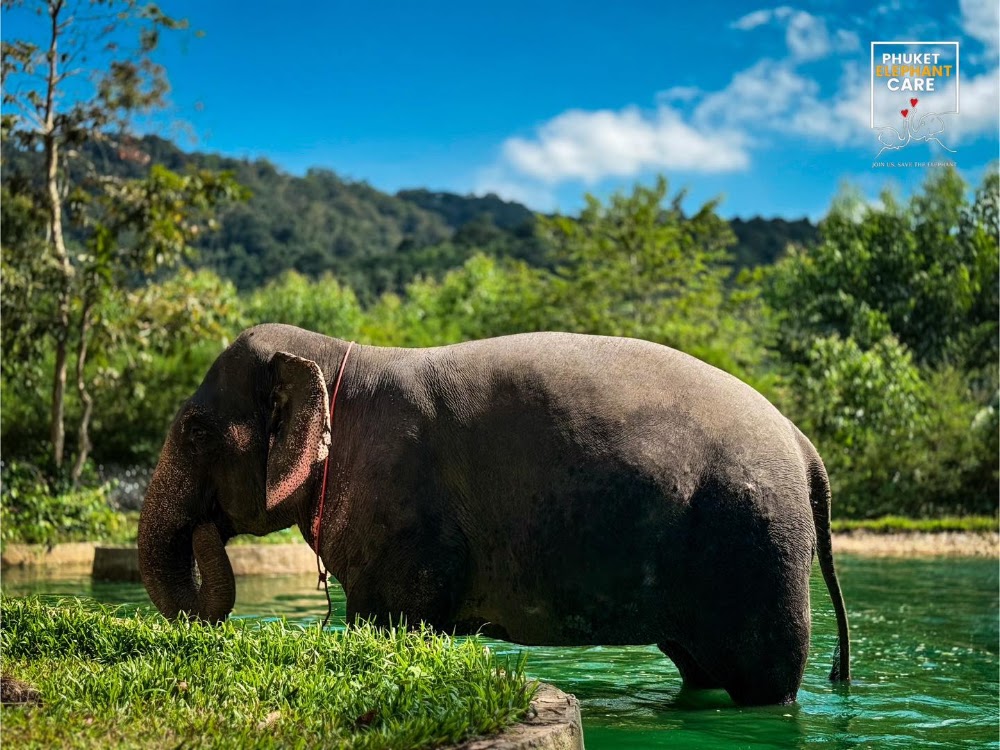 Phuket Elephant Care Camp: Sea, Feed and Shower