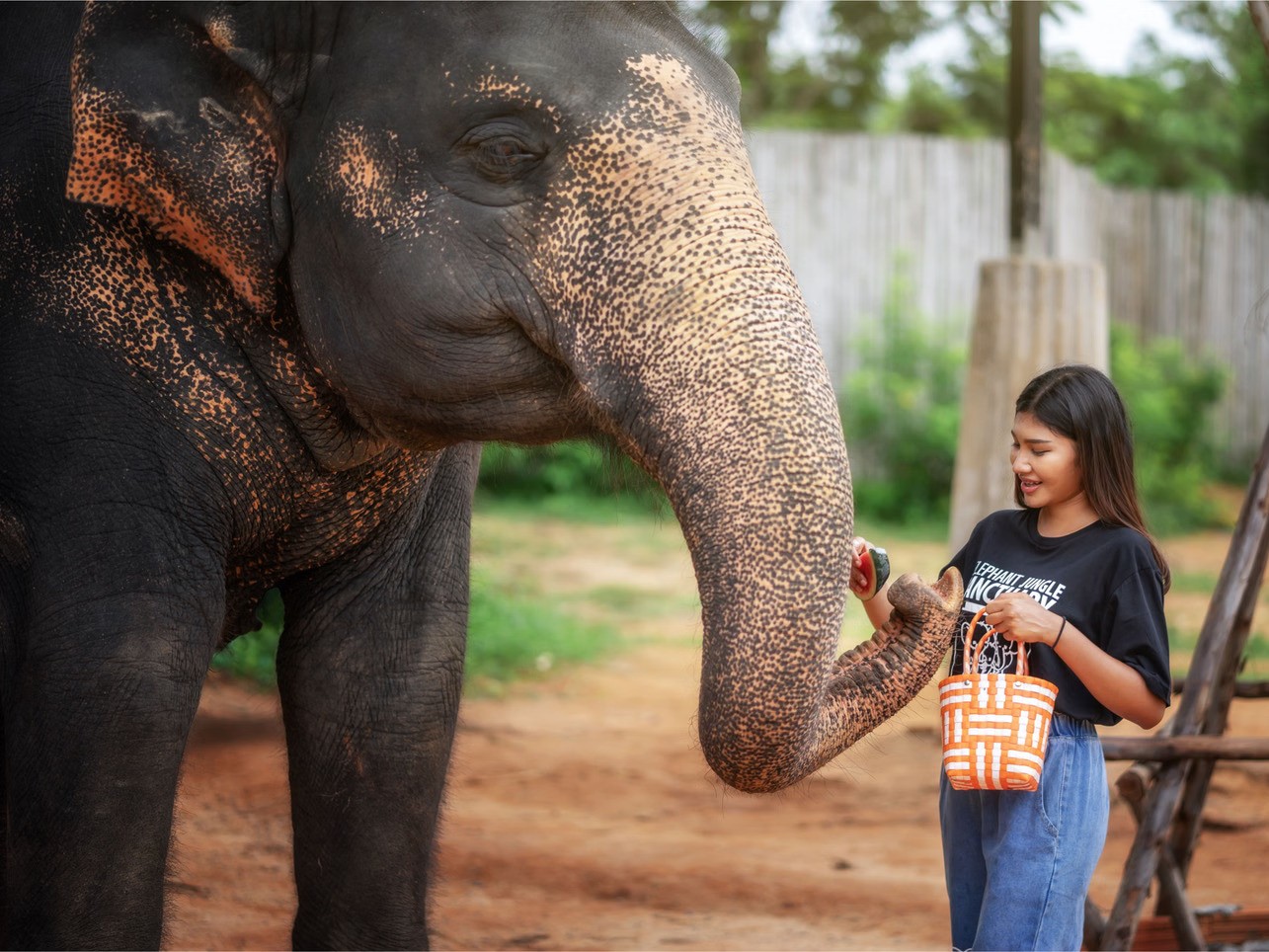 Phuket: Elephant Trekking (30 mins) & Bathing with Elephants in Jungle Pool (30 mins) Program