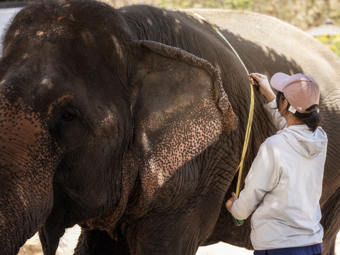 Phuket Elephant Trekking (45 mins) and Jungle Walk Adventure Tour (3 hours) Combo