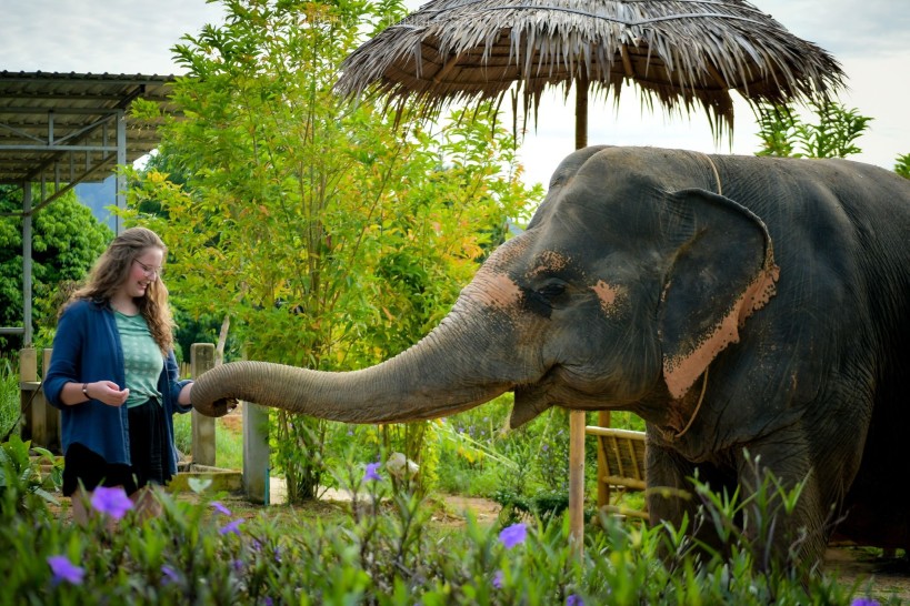 Phuket Freedom Elephant Feed Me Experience