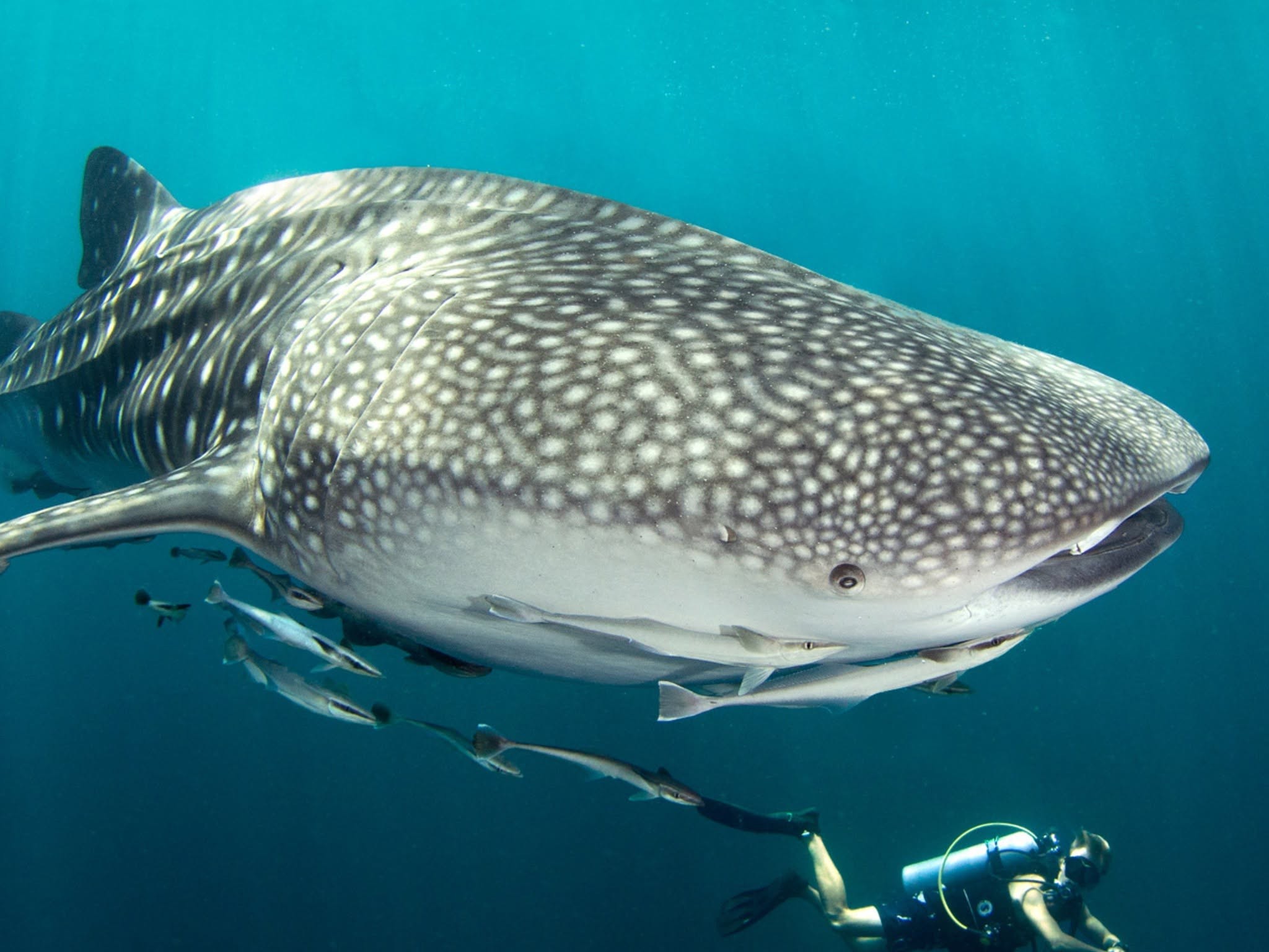 Phuket: One Day Diving Trip to Phi Phi Island and Shark Point Area with MV Excalibur II (3 Dives)