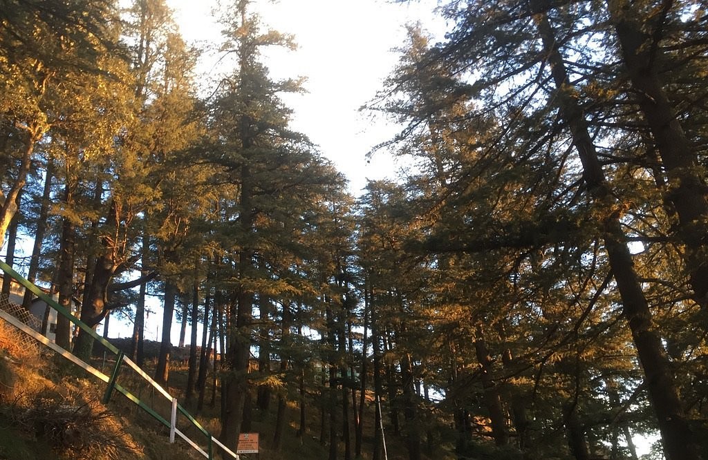 Shimla Full-Day Guided Sightseeing Tour