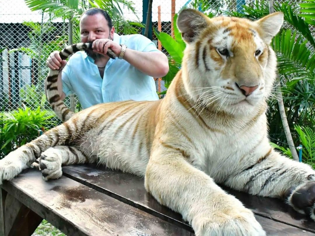 Tiger Park Pattaya Ticket with Transfer
