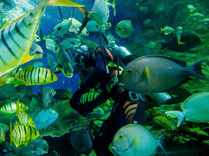 Tiger Park + Underwater(Transfer)