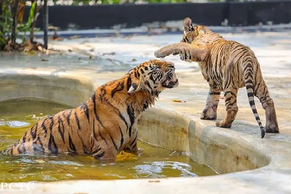 Tiger Topia Express: Early Arrival Adventure from Bangkok to Pattaya
