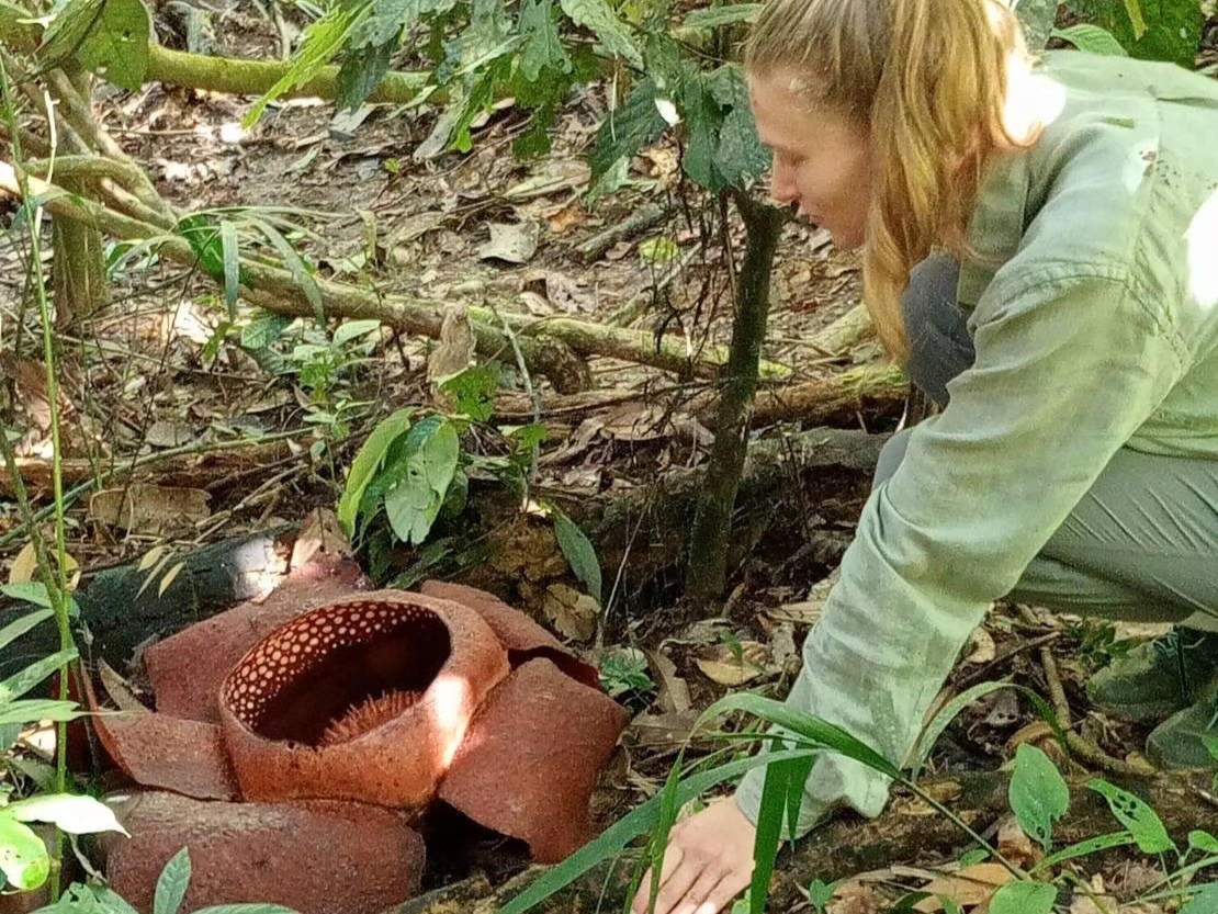 Trek to Explore Rafflesia in Khao Sok