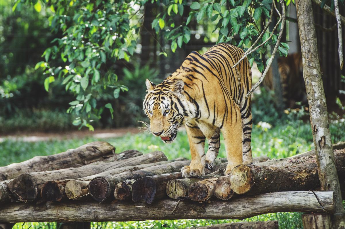 Vinpearl Safari Phu Quoc Tickets – Wildlife Safari Experience