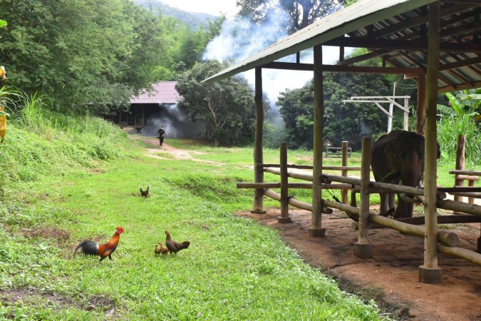 Chiang Mai Full-day Tour: Mae Sa Elephant Camp + Area by VIP Van 