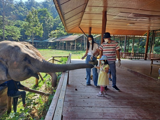 Chiang Mai Full-day Tour: Mae Sa Elephant Camp + Area by SUV