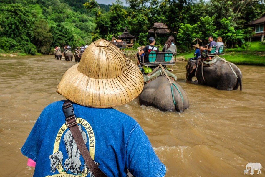 Chiang Mai Full-day Tour: Mae Tang Elephant Camps/Area by Standard Van