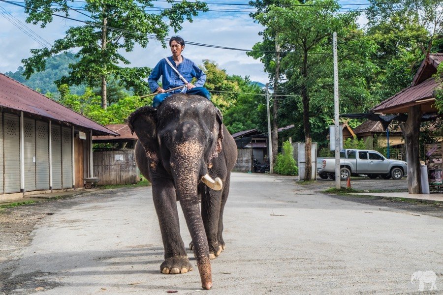  Chiang Mai Full-day Tour: Mae Tang Elephant Camps/Area by VIP Van