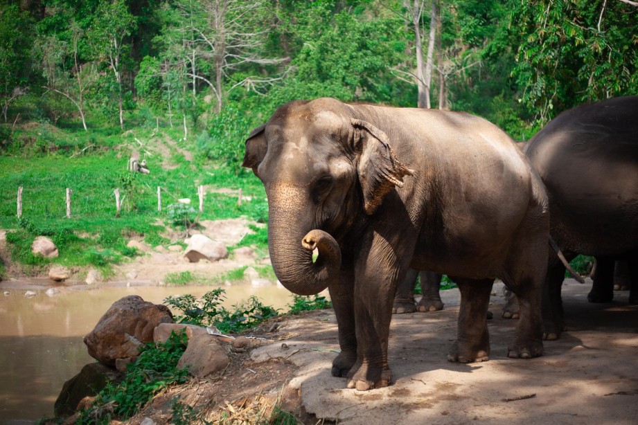 Chiang Mai Full-day Tour: Mae Tang Elephant Camps/Area by an SUV