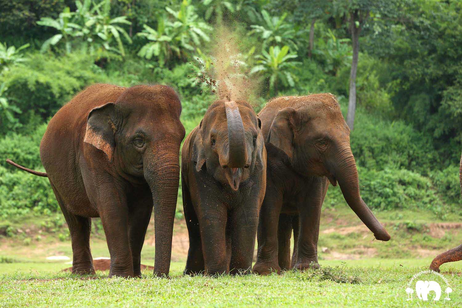 Chiang Mai Full-day Tour: Lisu Lodge/Elephant Nature Park by Standard Van